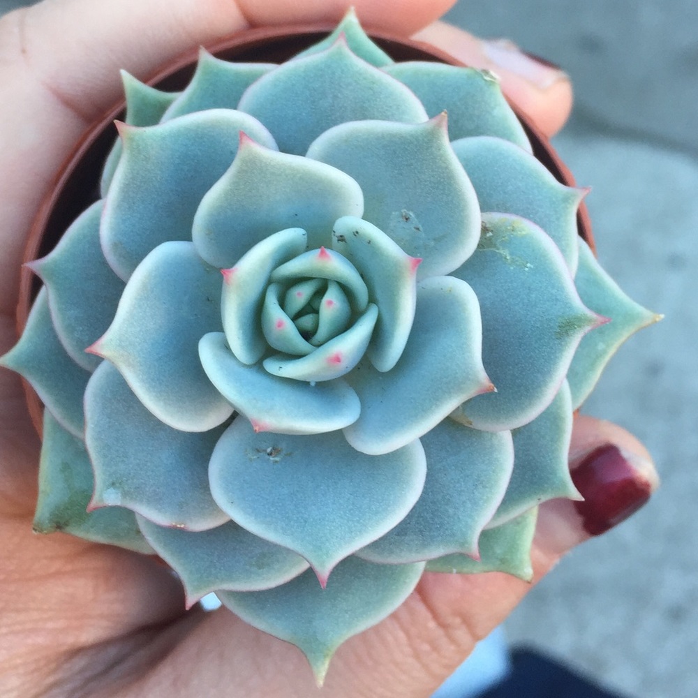 Meet your Posher, Tanya